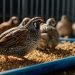как смешивать самодельный корм для перепелов, используя разные ингредиенты и добавки